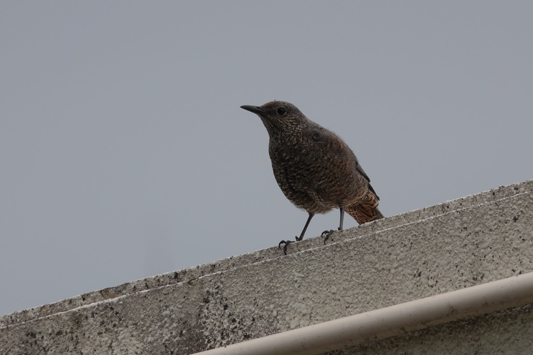 Photo of Blue Rock Thrush at 沖縄県読谷村 by とりとり撮り