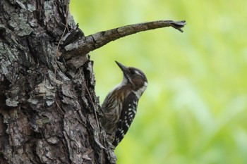 Japanese Pygmy Woodpecker(nigrescens) 金武ダム Fri, 4/12/2024