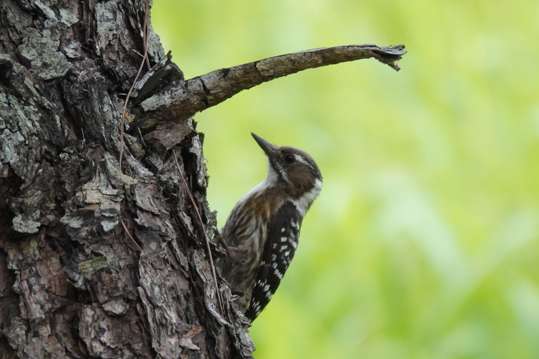 Photo of Japanese Pygmy Woodpecker(nigrescens) at 金武ダム by とりとり撮り
