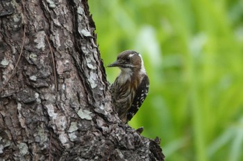 Japanese Pygmy Woodpecker(nigrescens) 金武ダム Fri, 4/12/2024