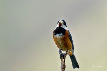 Varied Tit 北杜市 Mon, 4/29/2024