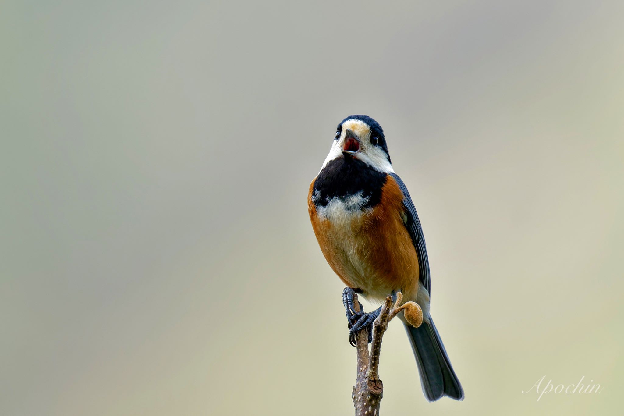 Photo of Varied Tit at 北杜市 by アポちん