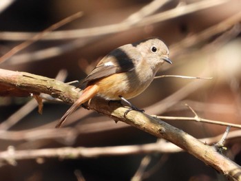 Daurian Redstart Hayatogawa Forest Road Sun, 3/3/2024