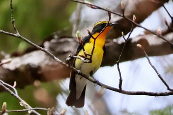 Narcissus Flycatcher 八千穂高原自然園 Mon, 4/29/2024