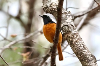 Daurian Redstart 八千穂高原自然園 Mon, 4/29/2024