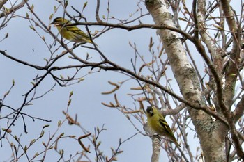 マヒワ 八千穂高原自然園 2024年4月29日(月)