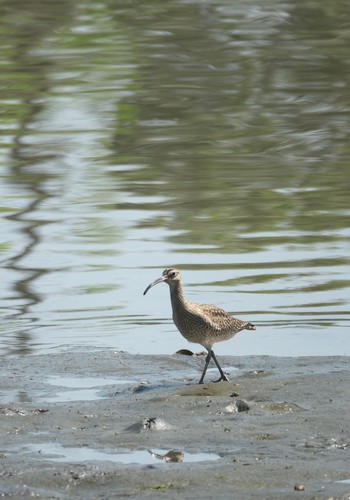 チュウシャクシギ 東京港野鳥公園 2024年4月28日(日)