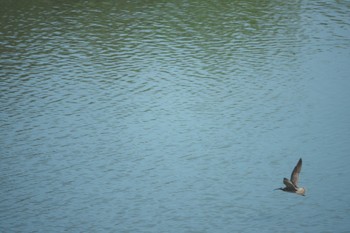 チュウシャクシギ 東京港野鳥公園 2024年4月28日(日)