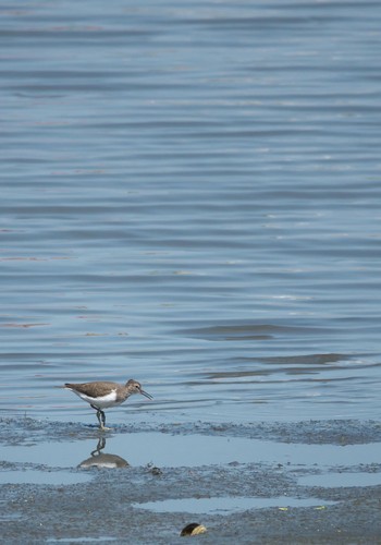 イソシギ 東京港野鳥公園 2024年4月28日(日)