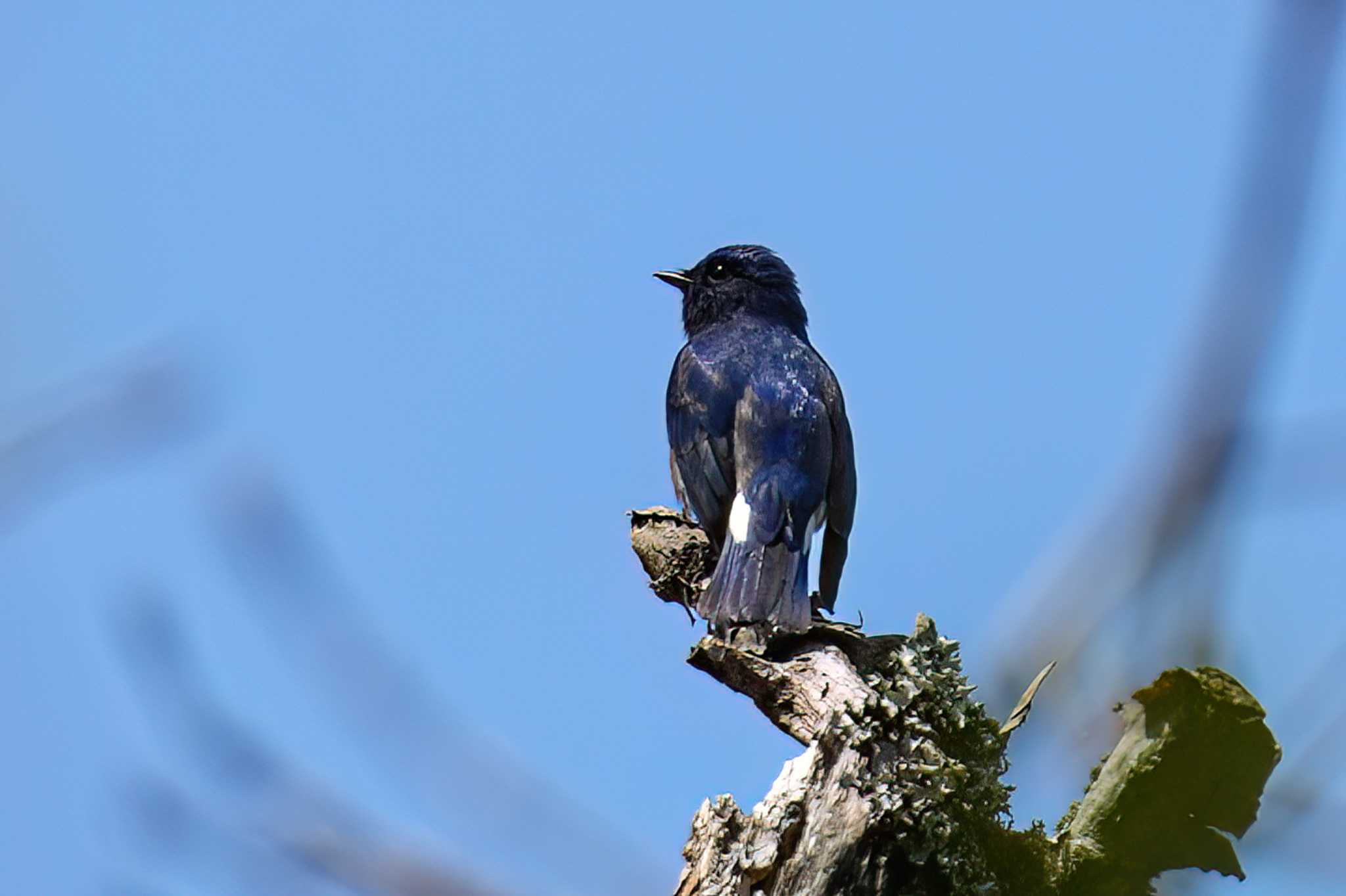 Photo of Blue-and-white Flycatcher at 段戸裏谷