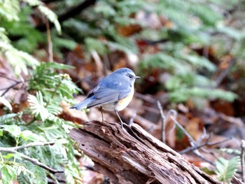 Red-flanked Bluetail Nishioka Park Wed, 5/1/2024