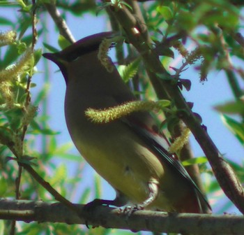 Japanese Waxwing 静岡県 Wed, 3/22/2023