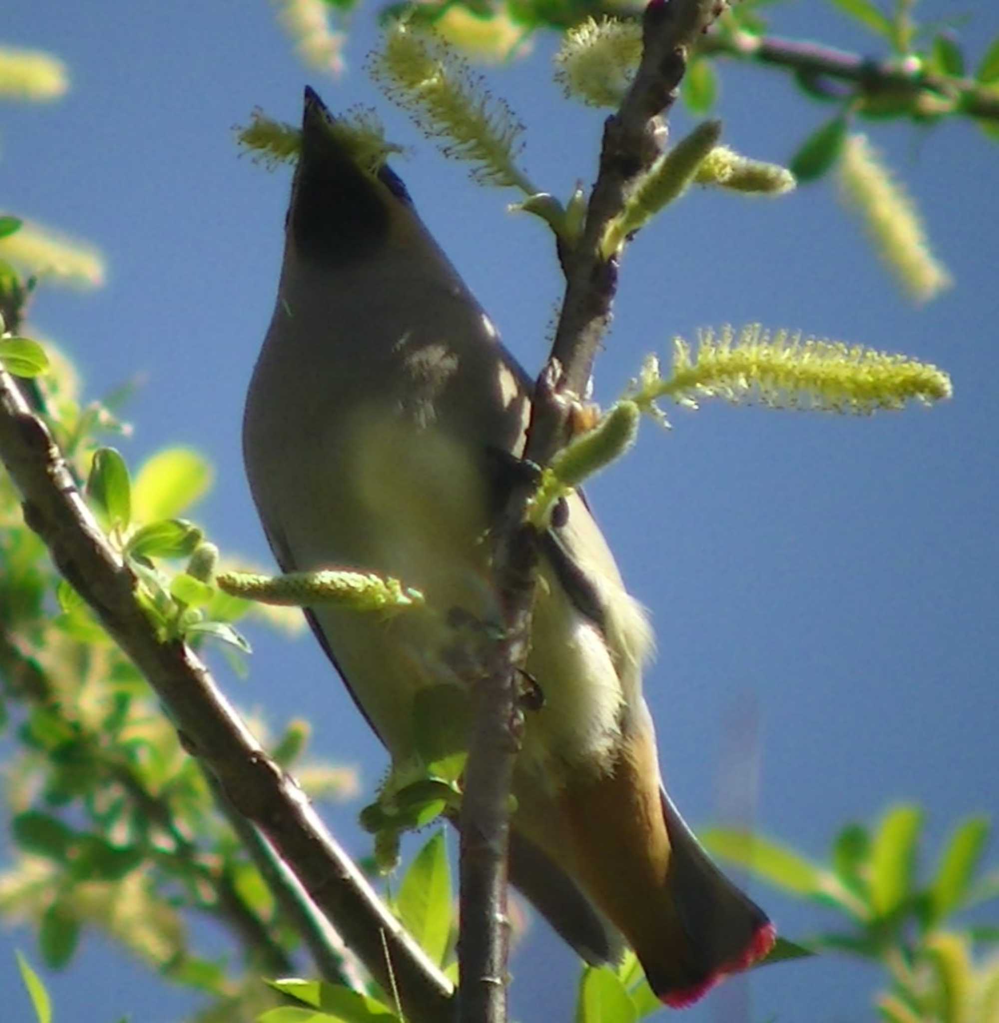 Photo of Japanese Waxwing at 静岡県