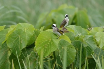 Light-vented Bulbul 沖縄県今帰仁村 Tue, 4/16/2024