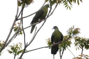 Ryukyu Green Pigeon 沖縄県浦添市 Wed, 4/17/2024