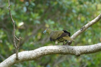 Ryukyu Green Pigeon 沖縄県浦添市 Wed, 4/17/2024