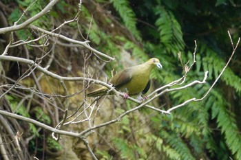 Ryukyu Green Pigeon 沖縄県浦添市 Wed, 4/17/2024