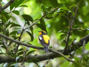 Narcissus Flycatcher 春日山原始林 Sat, 5/27/2023