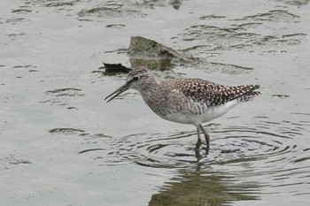 Wood Sandpiper 与根の三角池 Mon, 4/22/2024