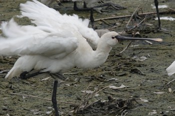 Eurasian Spoonbill 与根の三角池 Mon, 4/22/2024