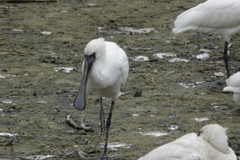 Eurasian Spoonbill 与根の三角池 Mon, 4/22/2024