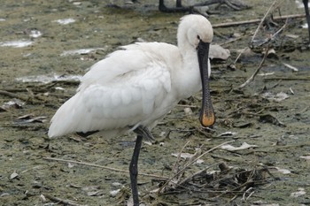 Eurasian Spoonbill 与根の三角池 Mon, 4/22/2024