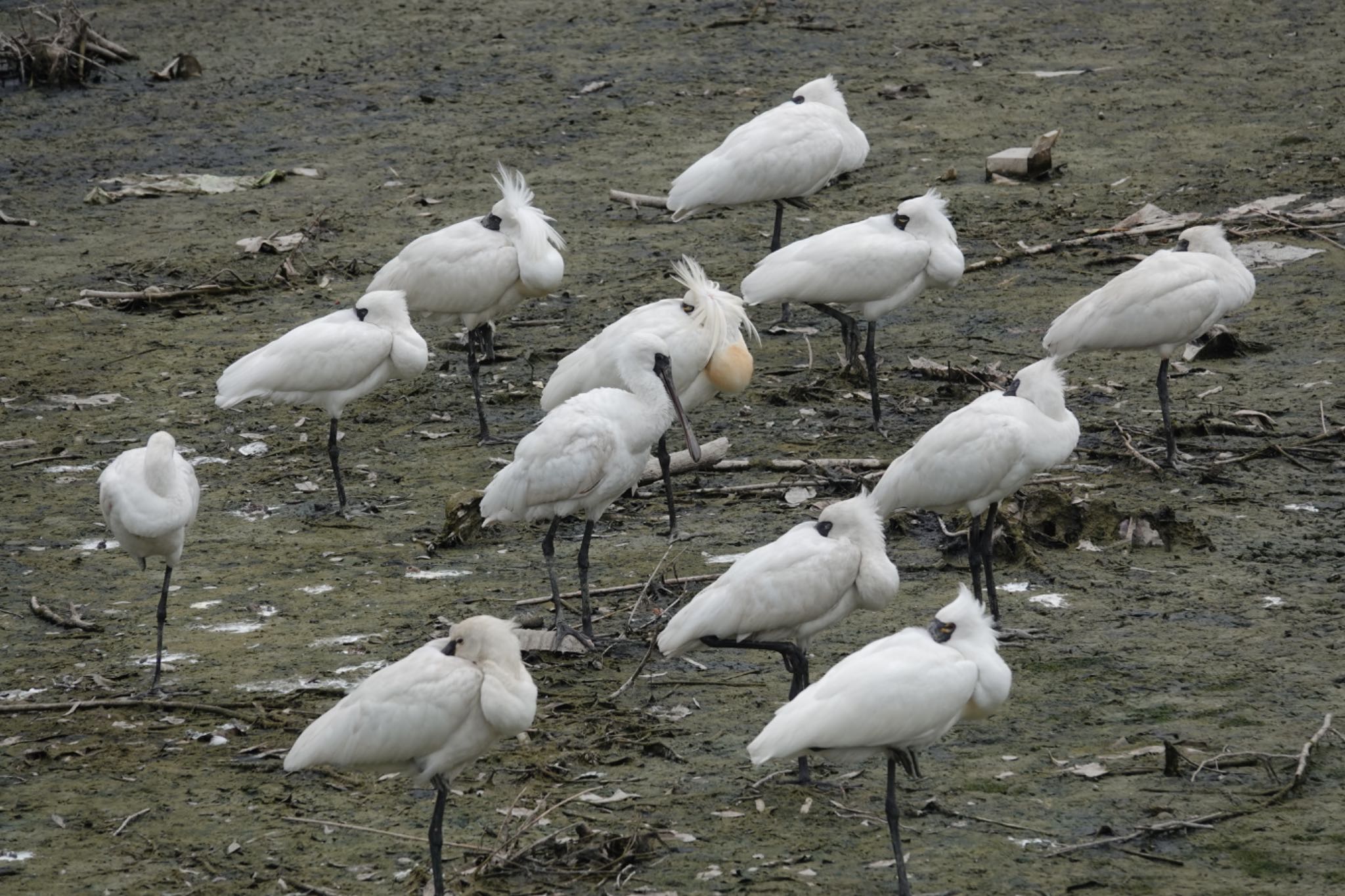 Photo of Black-faced Spoonbill at 与根の三角池 by とりとり撮り