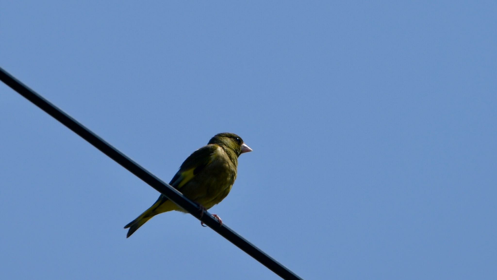 Photo of Grey-capped Greenfinch at 磐田市