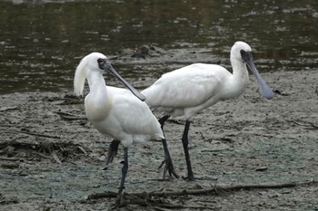 Black-faced Spoonbill 与根の三角池 Wed, 4/24/2024