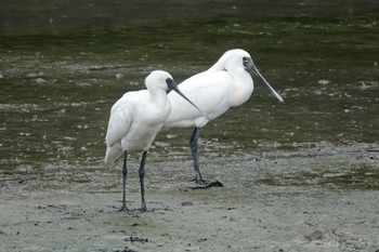 Black-faced Spoonbill 与根の三角池 Wed, 4/24/2024