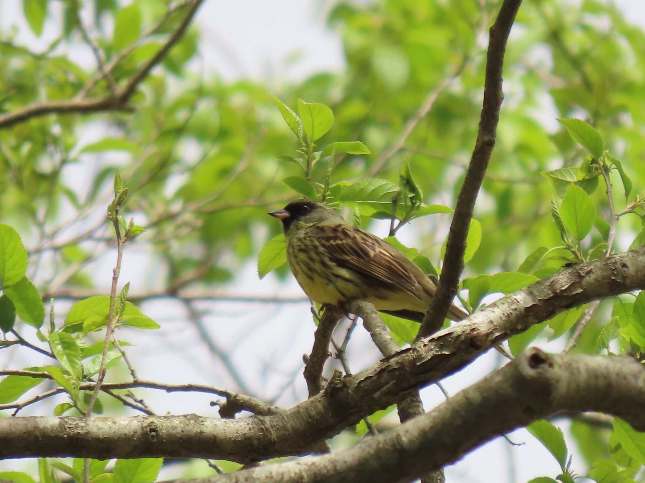 Masked Bunting