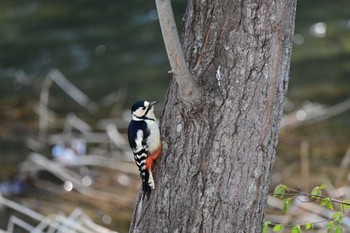 Great Spotted Woodpecker 真駒内川 Wed, 5/1/2024