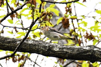 Chestnut-cheeked Starling Akashi Park Mon, 4/29/2024