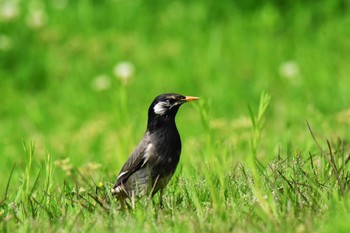 White-cheeked Starling 明石市川端公園 Tue, 4/30/2024