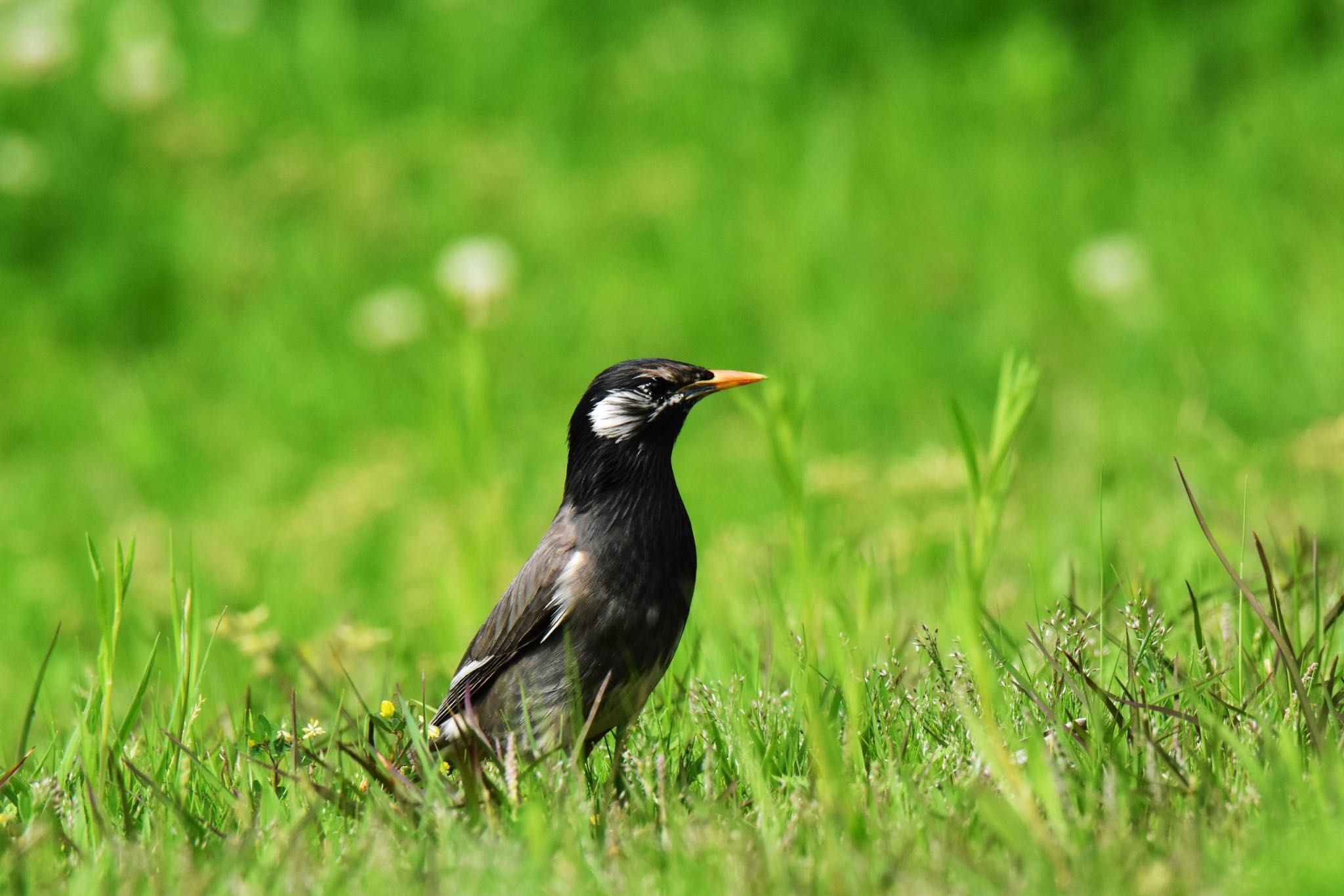 Photo of White-cheeked Starling at 明石市川端公園 by ningenrimokon