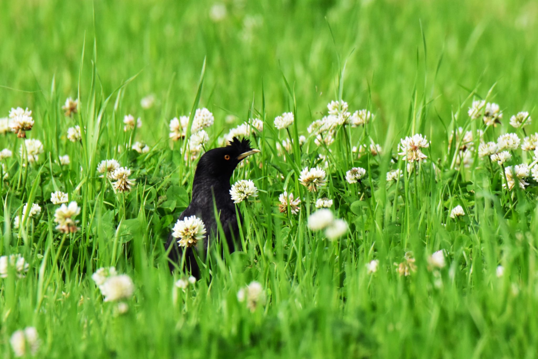 Photo of Crested Myna at 明石市川端公園