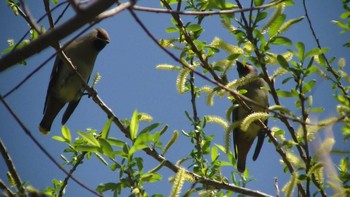 Unknown Species 静岡県 Wed, 3/22/2023