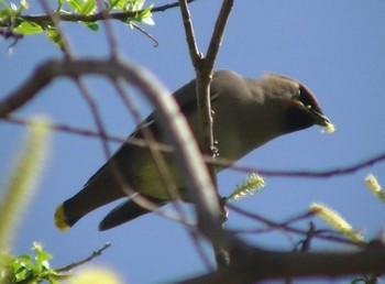 Bohemian Waxwing 静岡県 Wed, 3/22/2023