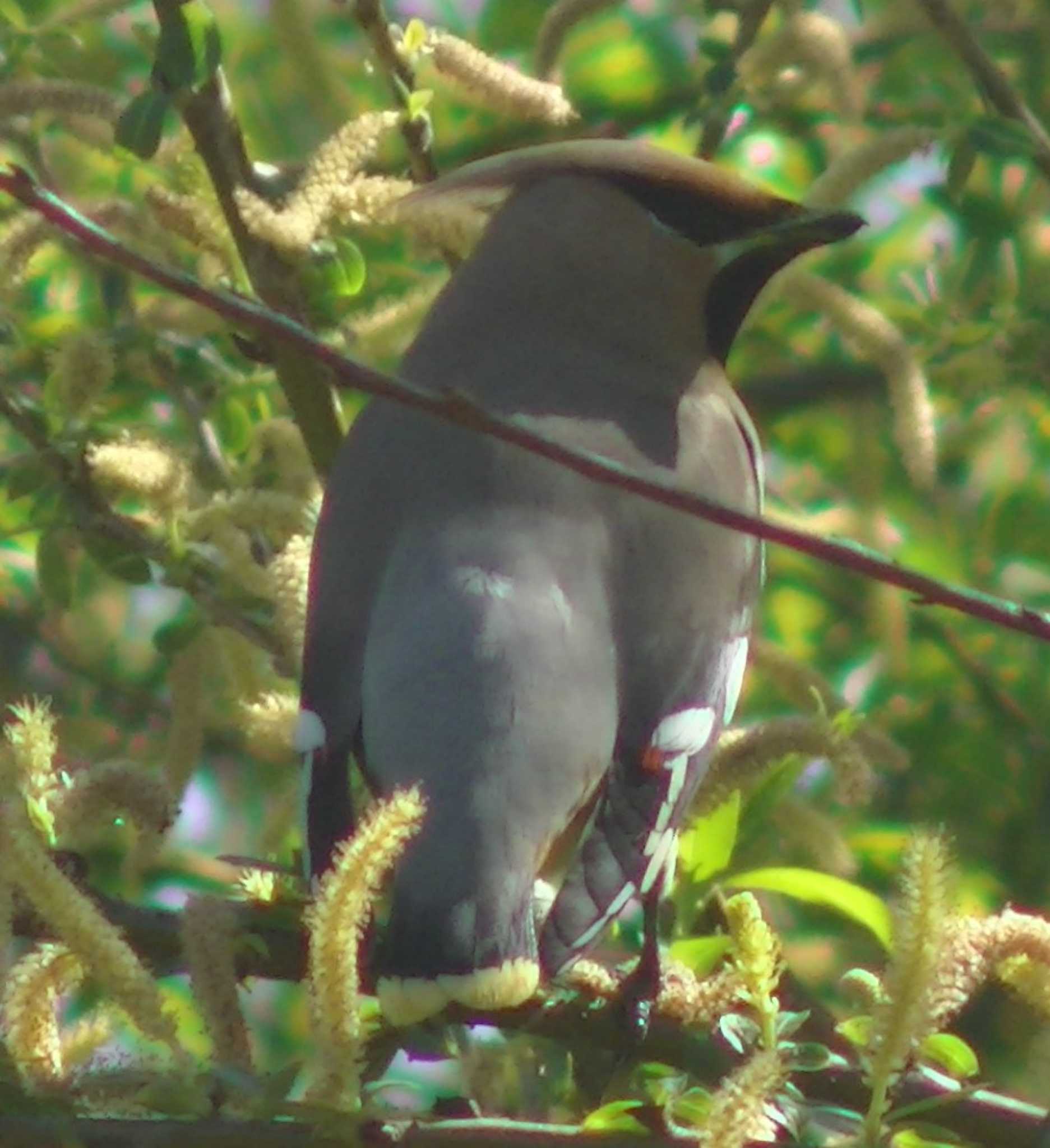 Photo of Bohemian Waxwing at 静岡県 by 生き物好きのY