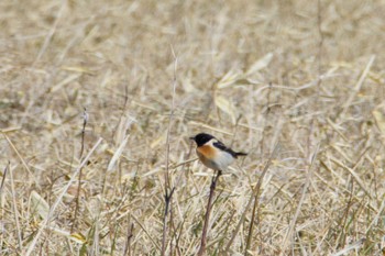 Amur Stonechat Unknown Spots Wed, 5/1/2024