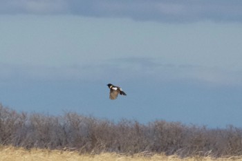 Amur Stonechat Unknown Spots Wed, 5/1/2024