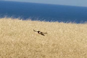 Amur Stonechat Unknown Spots Wed, 5/1/2024