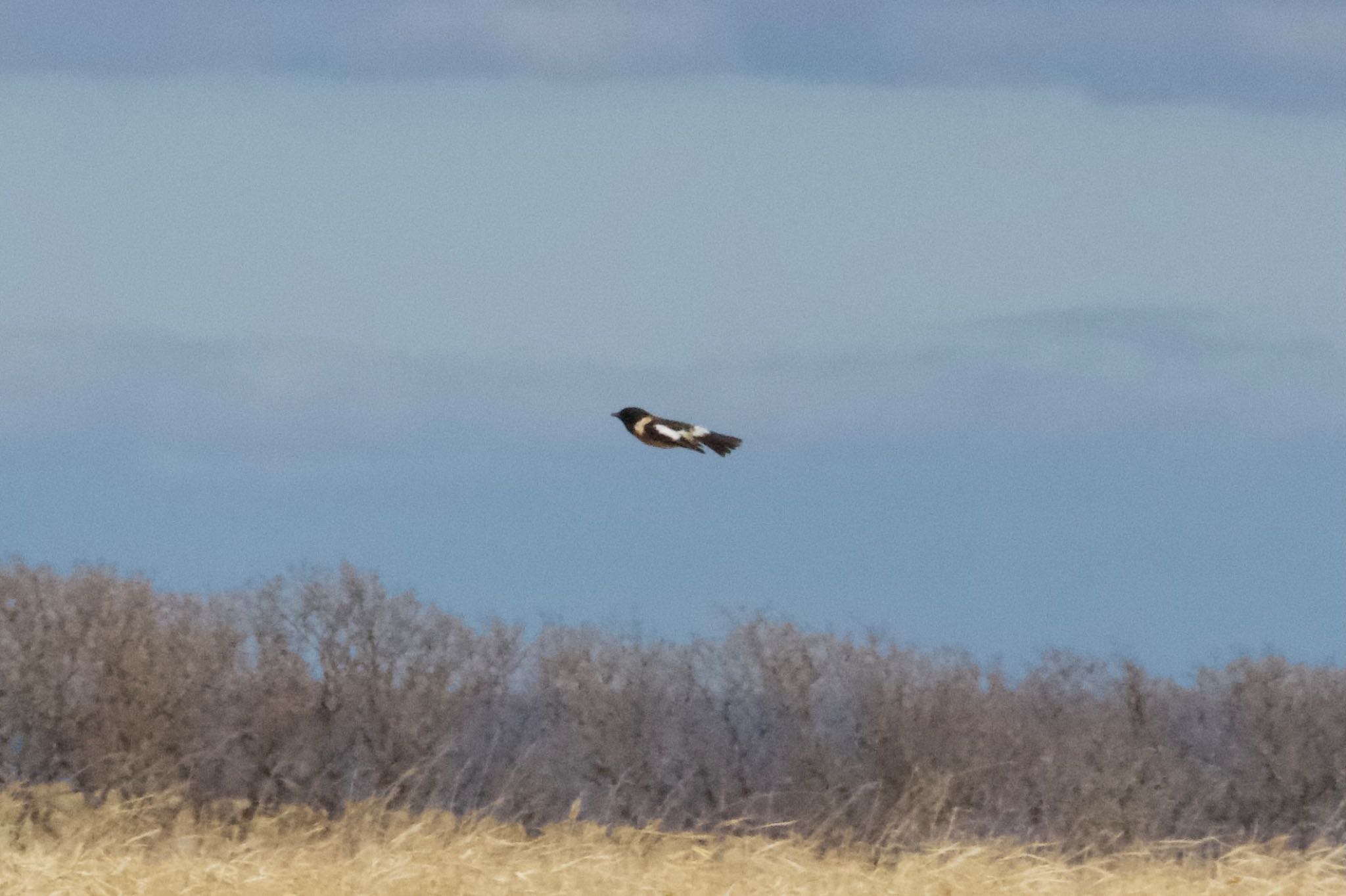 Photo of Amur Stonechat at 