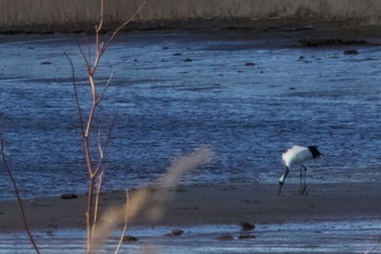 Red-crowned Crane Unknown Spots Wed, 5/1/2024