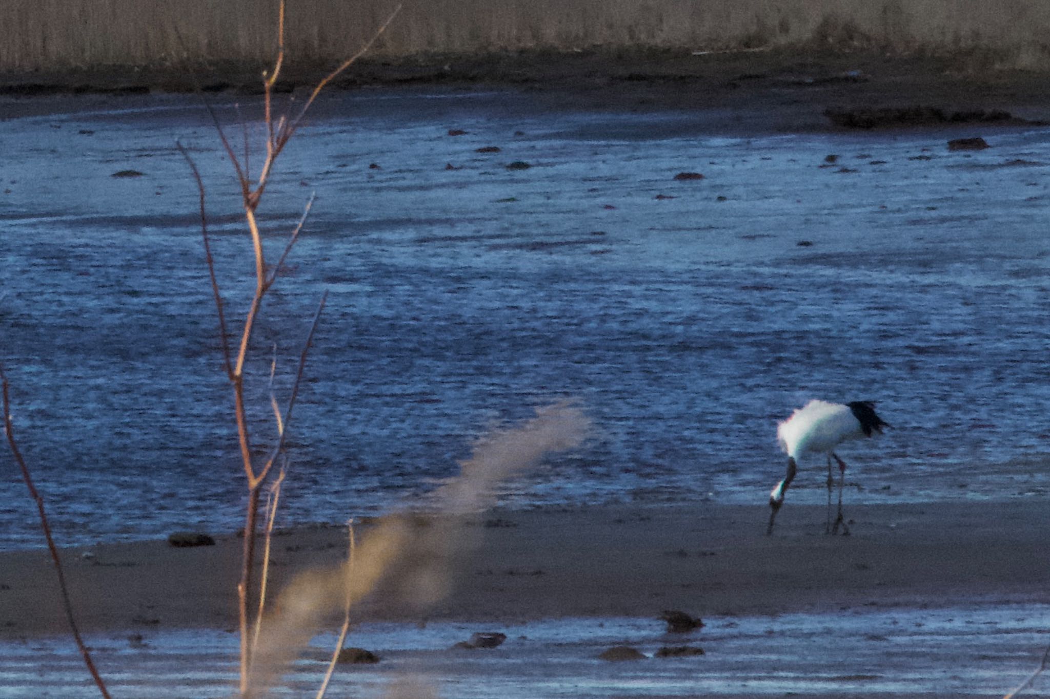 Photo of Red-crowned Crane at 