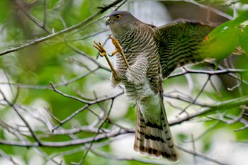 2024年5月1日(水) 近所の野鳥観察記録