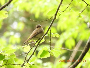 Blue-and-white Flycatcher 揖斐高原 Wed, 5/1/2024