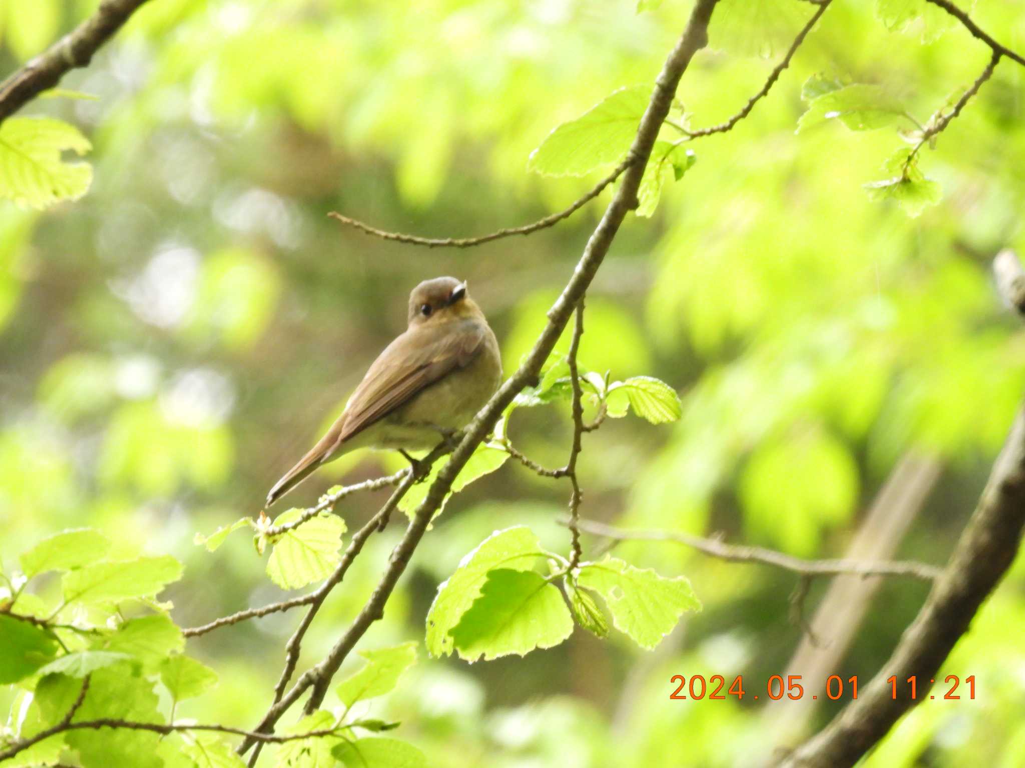 Photo of Blue-and-white Flycatcher at 揖斐高原
