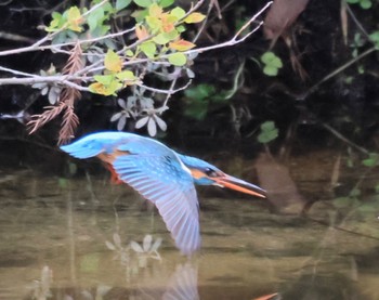 Common Kingfisher 甲山森林公園 Mon, 4/29/2024