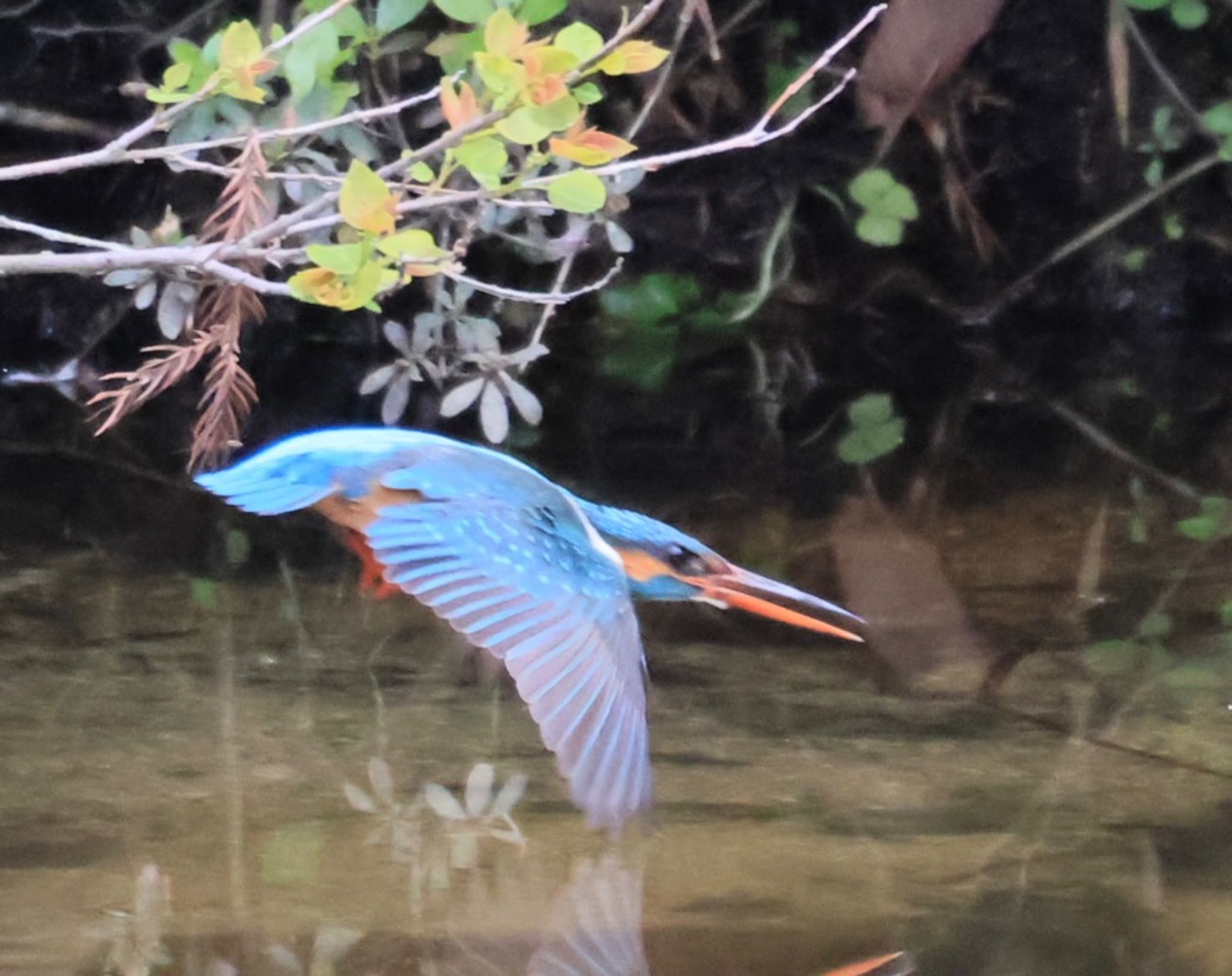 Photo of Common Kingfisher at 甲山森林公園 by ぼよ
